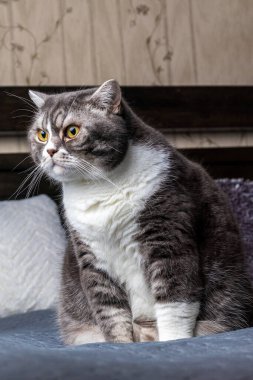 Güzel genç İngiliz kedisi yatağın üstüne bakar ve yüzünü çevirir..