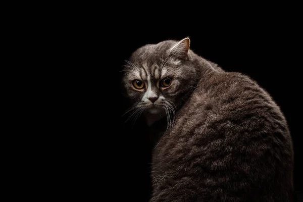 Όμορφη Νεαρή Βρετανική Γκρι Γάτα Πορτρέτο Μερική Σκιά — Φωτογραφία Αρχείου