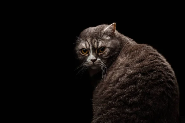 Hermoso Joven Británico Gris Gato Retrato Parcial Sombra — Foto de Stock