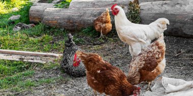 Bir grup tavuk dışarıda çiftlikte yemek yiyor. Seçici odaklanma. Pankart.