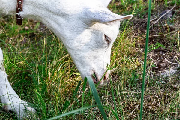 Bellissima Capra Bianca Che Mangia Erba Campo Montagna — Foto Stock