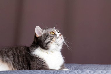 Gri kedi yatakta yatıyor. Evcil hayvan rahatça uyudu ya da oyun oynadı ve yukarı baktı..