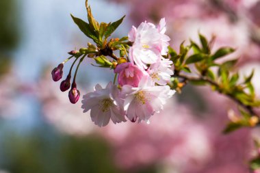 Pembe kiraz çiçeği. Sakura güç çiçekleri. Sakura Bloom, kapat. Pembe kiraz çiçekleri, bokeh ışığı arka planı. Mavi efekt.