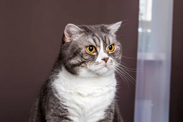 Vacker Ung Grå Och Vit Brittisk Katt Tittar Bort Sällskapsdjur — Stockfoto