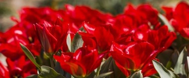 Parktaki bir grup kırmızı lale. Bahar manzarası. Seçici odak.