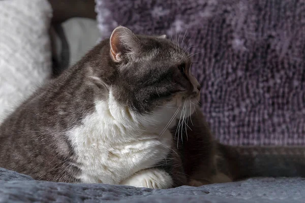 Lazy British Shorthair Katt Soffa Lägenhet — Stockfoto