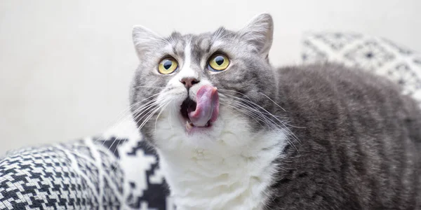 Brittisk Beautifal Katt Sitter Svart Och Vit Modern Stol Och — Stockfoto