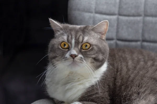 Studio Portrét British Cat Šedé Židli Žlutýma Očima Odvrací Pohled — Stock fotografie