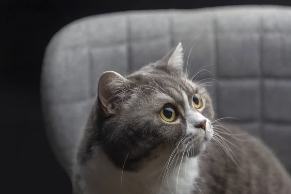 Studio Portrait British Cat Gray Chair Yellow Eyes Selective Focus — Stock Photo, Image