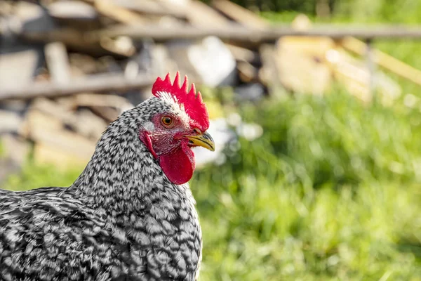 Closeup portrait of a white and black chicken outdoor, Selective focus