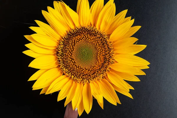 Round sunflower on a black background. Beautiful bright background. In summer. Solar