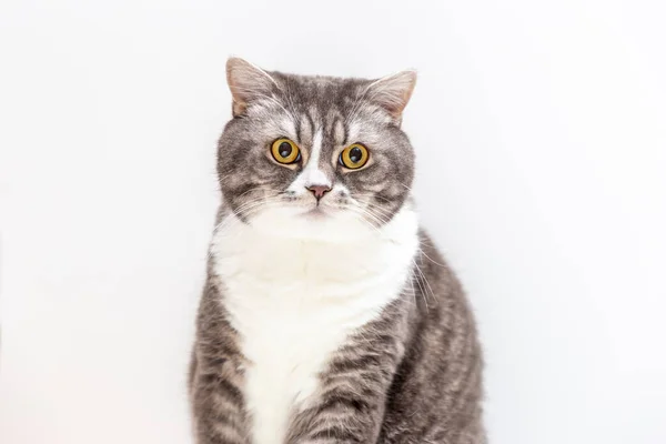 Porträtt Katt Den Brittiska Rasen Vit Bakgrund Husdjur Koncept — Stockfoto