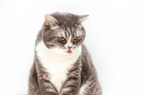 Portrait Cat British Breed White Background Tongue Sticking Out Pets — Stock Photo, Image