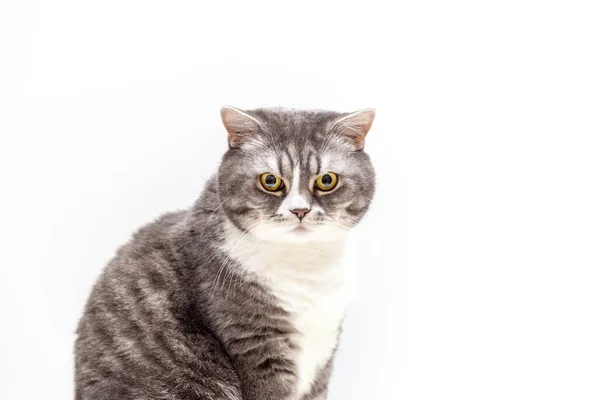 Portrait British Shorthair Cat White Background Looks Selective Focus — Stock Photo, Image