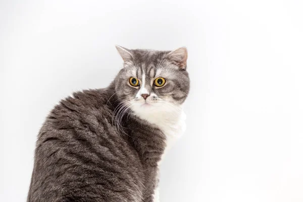 Portrait Beautifal British Shorthair Cat White Background Looking Away Selective — Stock Photo, Image