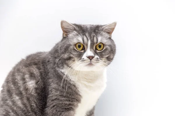 Porträtt Förvånad Katt Skotsk Rak Närbild Isolerad Vit Bakgrund — Stockfoto