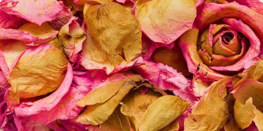 Kurumuş pembe gül deseni, arka plan. Gül tomurcuğu.