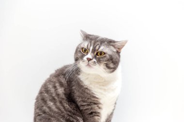 Beyaz arka planda bir İngiliz kedisinin portresi. Evcil hayvan konsepti.