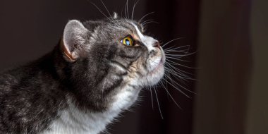 A british gray striped cat sits on a sofa and sniffs. Home pet.