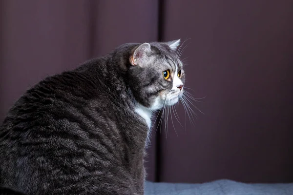 Grå Katt Sittande Sängen Husdjuret Bosatte Sig Bekvämt Att Sova — Stockfoto