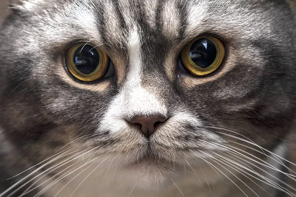 Närbild Vacker Randig Grå Och Vit Katt Med Stora Gula — Stockfoto