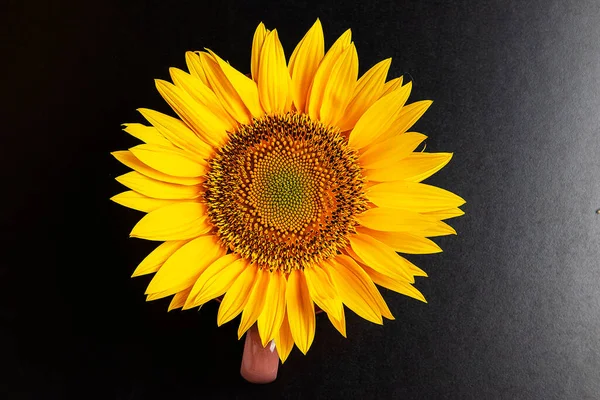 Крупним Планом Жовта Квітка Соняшнику Пелюстками Чорному Тлі Вибірковий Фокус — стокове фото
