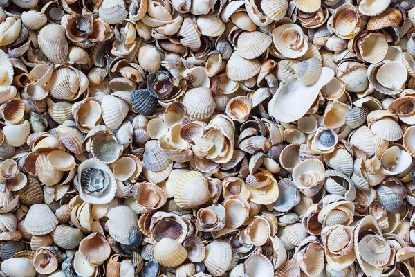 Seashells Oceano Mar Praia Padrão Textura Fundo Tropical Shell Padrão — Fotografia de Stock