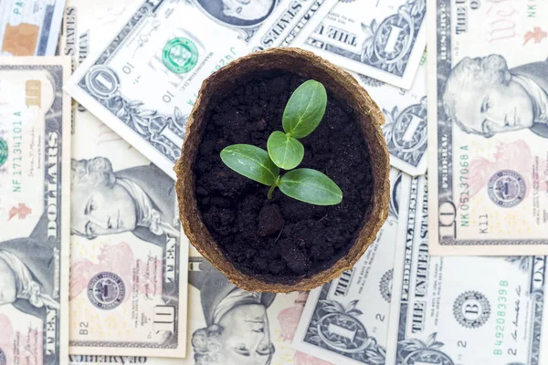 A young plant growing in a flowerpot against the background of money. New life growth ecology, business financial progress concept. Starting a new business.