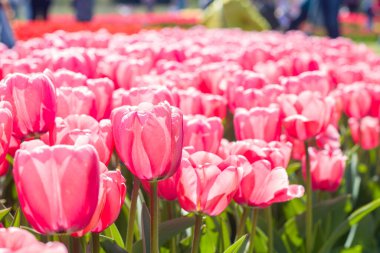 Bahçede sabah güneşiyle açan pembe laleler. Seçici odak.