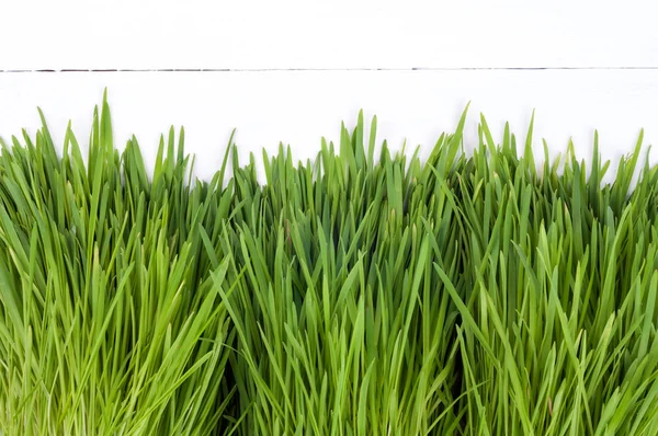 Grama verde fresca em um fundo de madeira branco — Fotografia de Stock