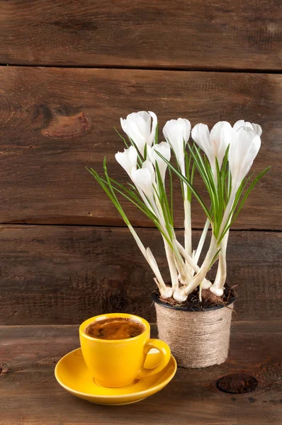 Tasse à café et fleurs de crocus printemps dans une casserole sur bois rustique b — Photo