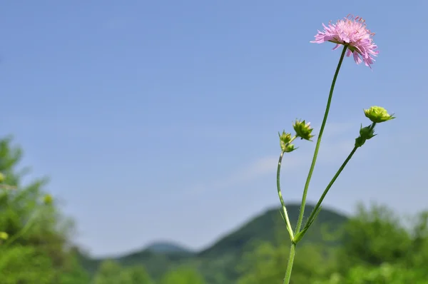 Dağlarda çayır çiçek — Stok fotoğraf