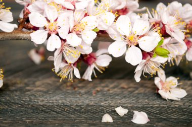 Ahşap arka plan üzerinde bahar çiçek açan çiçek