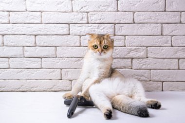 Beyaz arka planda taraklı komik bir kedi. Evcil hayvan salonundaki sevimli kedi yavrusu, fotokopi odası. Bahar ya da sonbahar deri değiştirme kavramı