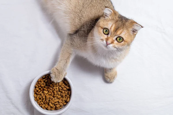 Kedi maması kasesiyle beyaz arka plana bakan sevimli bir kedi. Şirin kedi yavrusu bir kase kedi mamasına pençesini koydu. Kedi maması, sağlıklı beslenme konsepti. Boşluğu kopyala