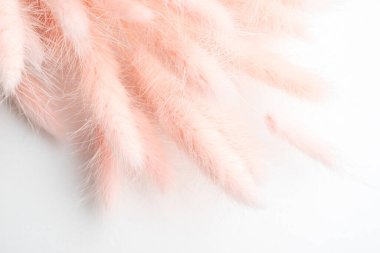 Pembe yumuşak tavşanın kuyruk otu lagurus desenli arka plan. Lagurus pembe yumuşak desen. Pastel rengi kurutulmuş çiçekler doğa arkaplanı