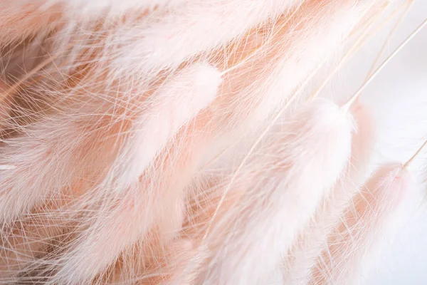 Pink Soft Rabbit Tail Grass Lagurus Textura Fundo Padrão Suave — Fotografia de Stock