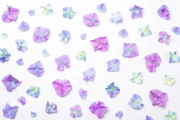 Zusammensetzung Der Blumen Rosafarbene Blüten Hortensie Auf Weißem Hintergrund Kreativer — Stockfoto