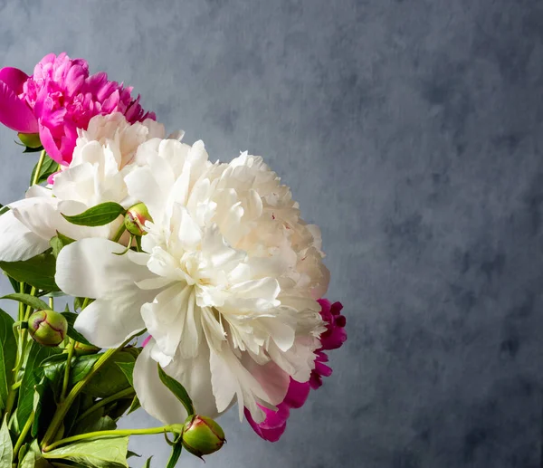 Lindas Flores Peônia Rosa Branca Fundo Cinza Com Espaço Cópia — Fotografia de Stock