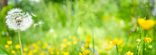 Wilde Blumen Von Ranunkeln Und Löwenzahn Auf Grünem Gras Auf — Stockfoto