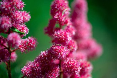Astilbe çiçekleri. Bahçede çiçek açan yaz çiçekleri. Pembe Astilbe çiçek arkaplanı yeşile yakın (makro). Yazın çiçek desenli çiçek duvar kâğıdı.