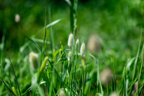 Hasenschwänze Gras Der Natur Hintergrund Lagurus Ovatus Mit Grünem Gras — Stockfoto