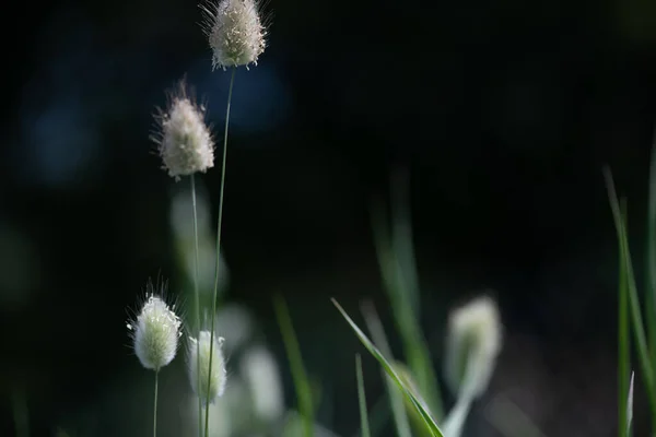 풀밭은 자연의 배경이다 라그랑주 투스는 여름철에 잔디를 있습니다 정원에서 자라는 — 스톡 사진