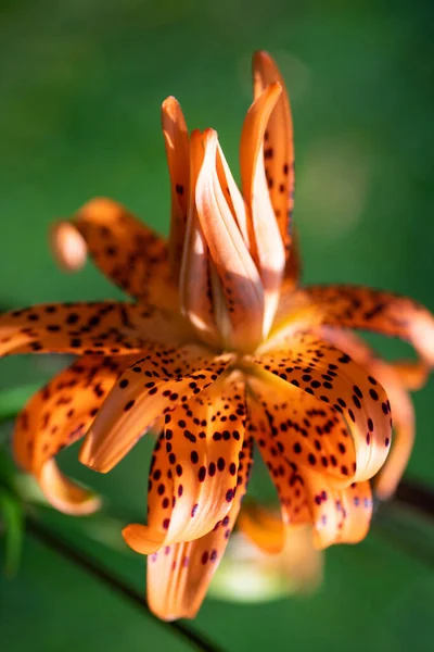 Красивый Оранжевый Цветок Лили Зеленом Фоне Цветущий Оранжевый Тропический Цветок — стоковое фото