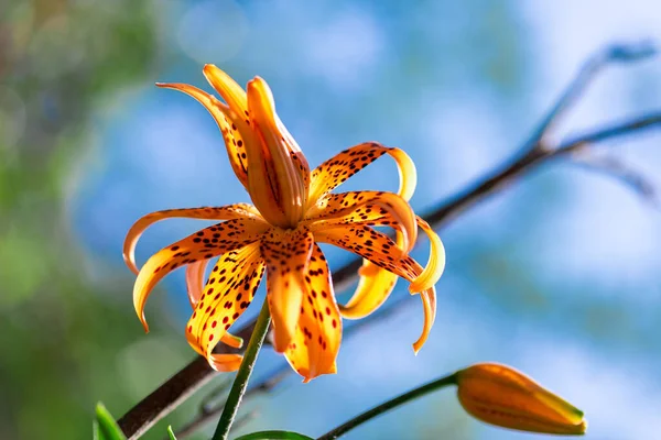 Mooie Oranje Lily Bloem Blauwe Achtergrond Bloeiende Oranje Tropische Tijgerlelie — Stockfoto