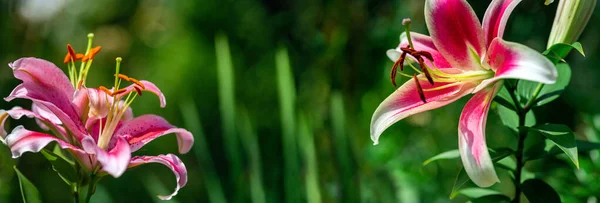 Цветок Розовой Лилии Зеленом Фоне Восточные Цветы Лилии Цветут Саду — стоковое фото