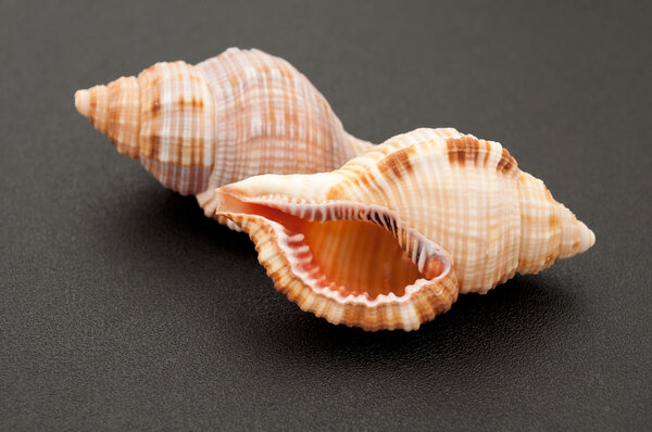 Sea shell on black background