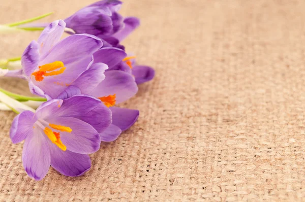 クロッカスの花 — ストック写真