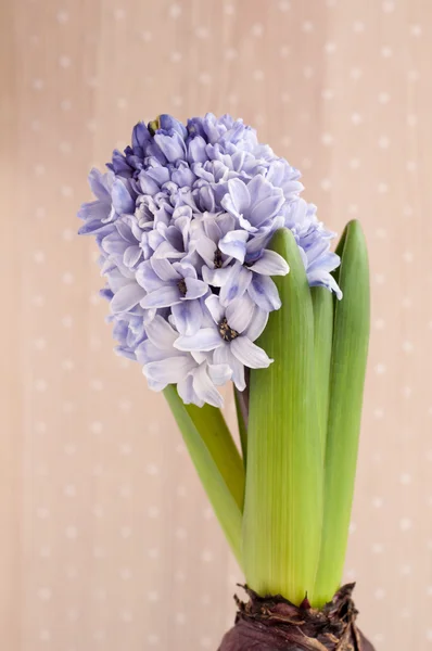 Flor de jacinto floreciente — Foto de Stock