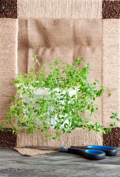 Timjan växt i en vit kruka på en rustik bakgrund — Stockfoto
